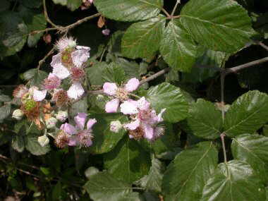 blackberry flowers