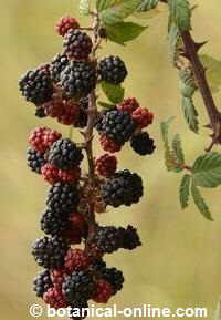 Photo of a bunch of blackberries. 