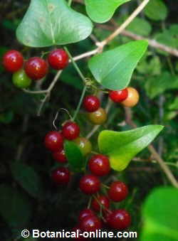 Sarsaparilla fruits and leaves (Smilax aspera)