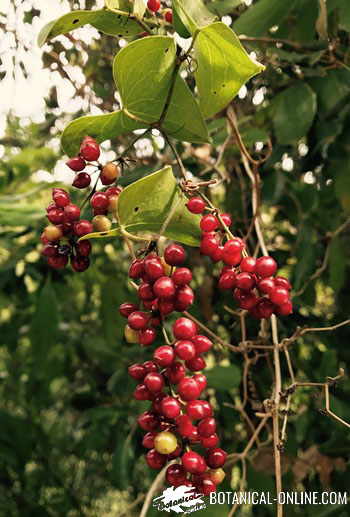 Sarsaparilla vine with red fruits and leaves