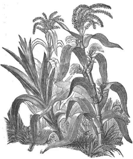 Drawing of the plant 