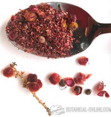 sumac plant spice fruits