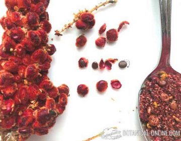 Sumac fruits