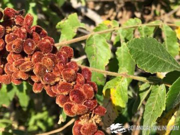 Sumac plant spice with leaves and fruits