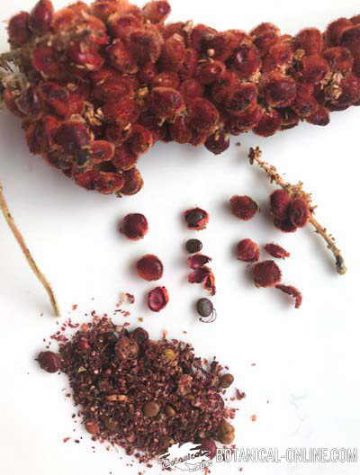 sumac plant spice with leaves and fruits