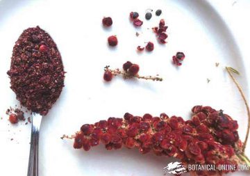 sumac seed spice fruit