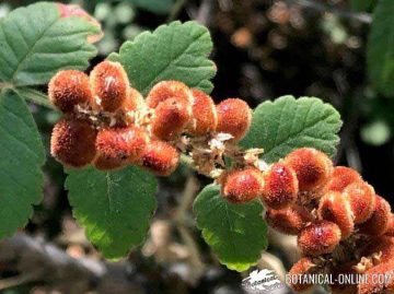 Sumac plant