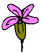 florcrucifera.gif