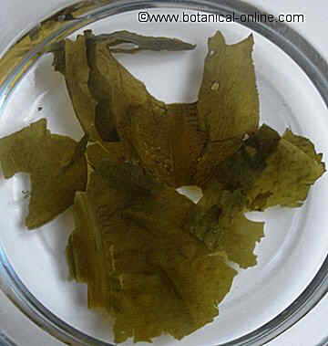 alga wakame tierna