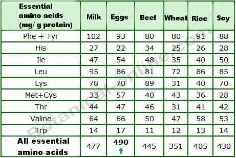 the amino acids