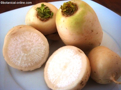 Nabo alimento