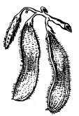 fruto de soja