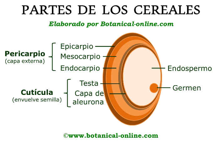 Partes del cereal