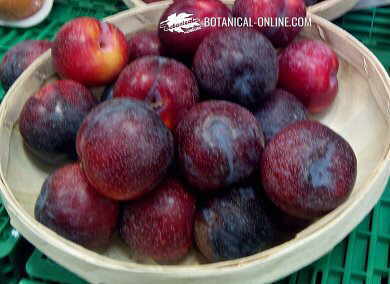 ciruelas rojas