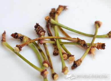 Rabitos de cereza