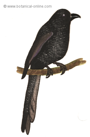 Dibujo de cuervo