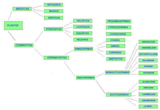 Resultado de imagen de CLASIFICACIÓN DE LAS PLANTAS