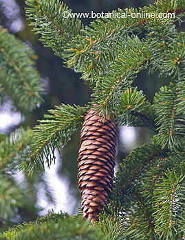 picea