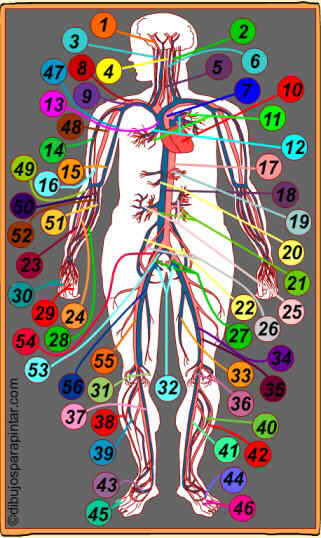 Drawing of the circulatory system