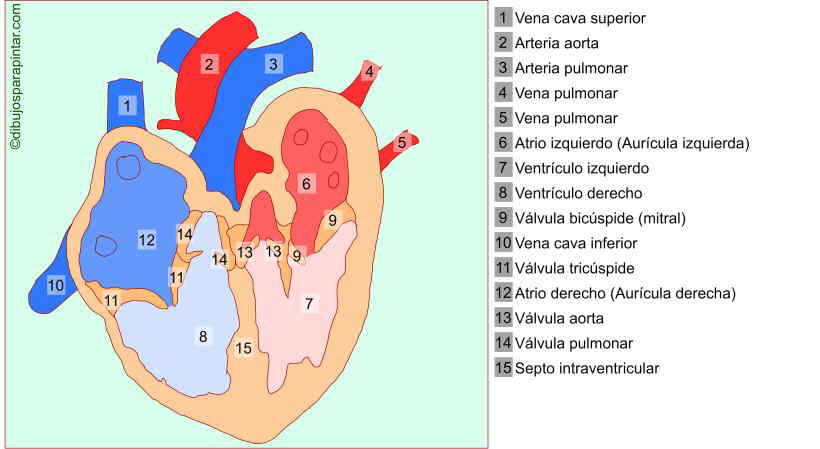 Resultado de imagen para JUEGOS SOBRE EL CORAZON