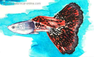Dibujo de pez guppy