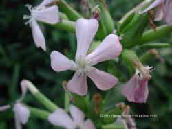 Common soapwort flowers