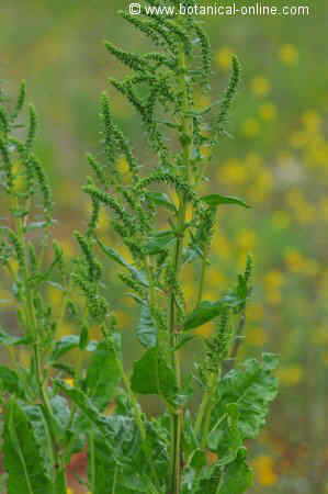 Swiss chard with flowers
