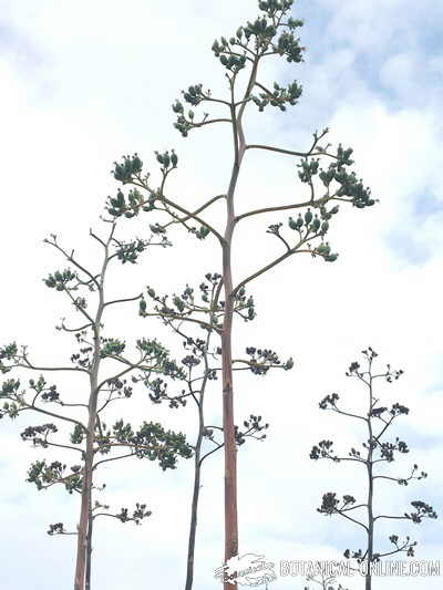 Maguey (Agave americana)