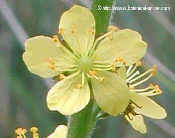 agrimony flower