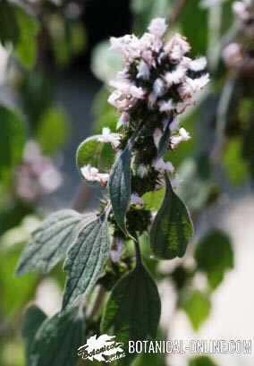 agripalma leonorus cardiaca