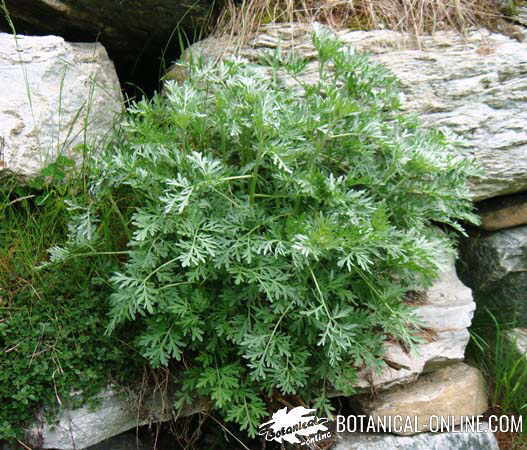 ajenjo artemisia absinthium detalle hojas