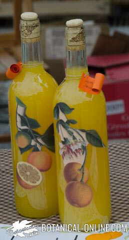 alcoholic drink with orange juice