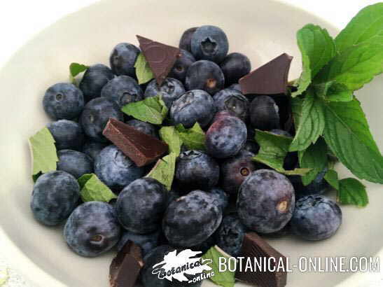 arandanos cacao menta