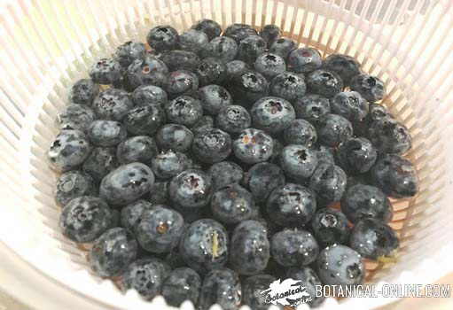 arandanos azules