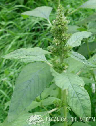bledo hojas inflorescencia