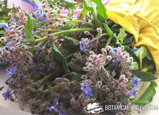 Comprar Aceite de Borraja 150 perlas - Propiedades e indicaciones borrajas
