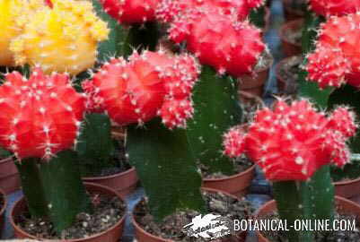 cactus decoracion