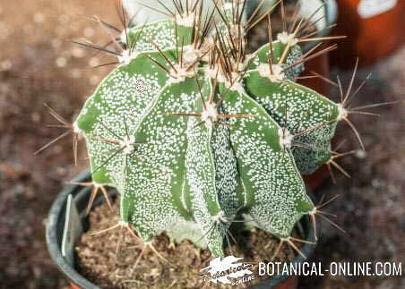 cactus con espinas