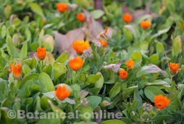 cultivo de la calendula en un huerto