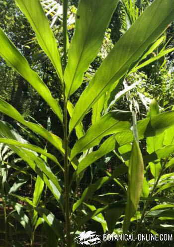 cardamomo planta hojas