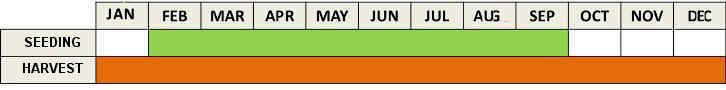 Carrot cultivation calendar