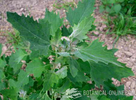 chenopodium album cenizo