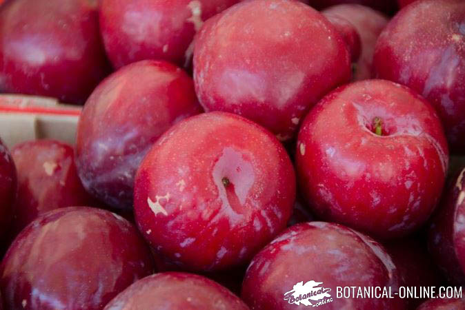 ciruelas