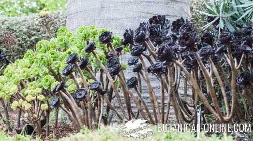 plantas crasas