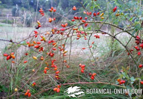 escaramujos bosque silvestres rosa canina