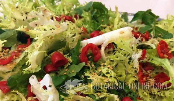 receta de escaramujo mosqueta ensalada