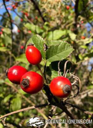 flor rosa canina