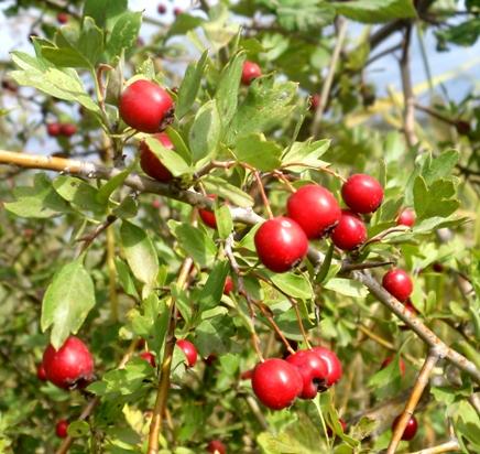 frutos de espino albar
