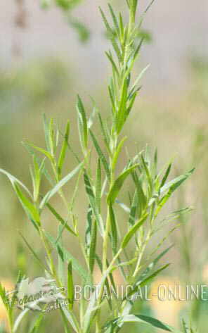 estragon planta