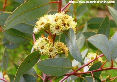 Eucalyptus flowers and leaves